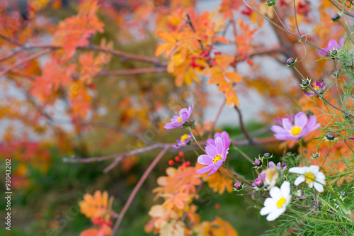 Summer flowers in a saturated autumn blurred background