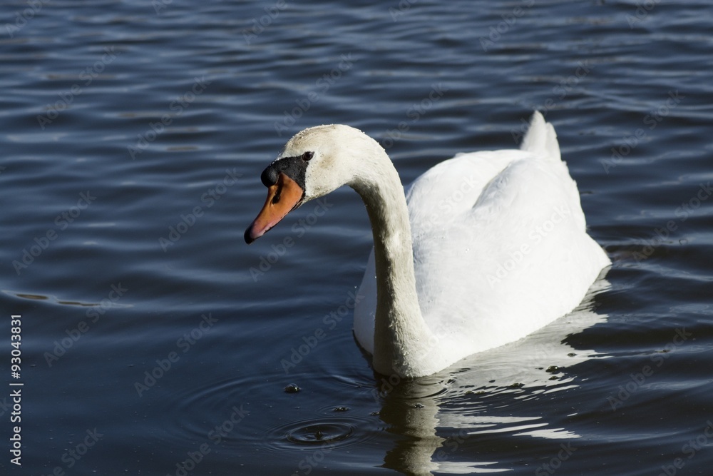 Naklejka premium Swan (Cygnus olor)