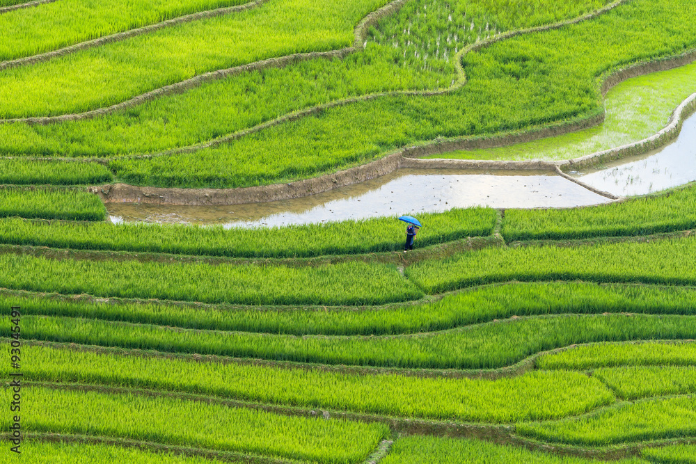 Rice fields on terraced of Mu Cang Chai, YenBai, Vietnam.