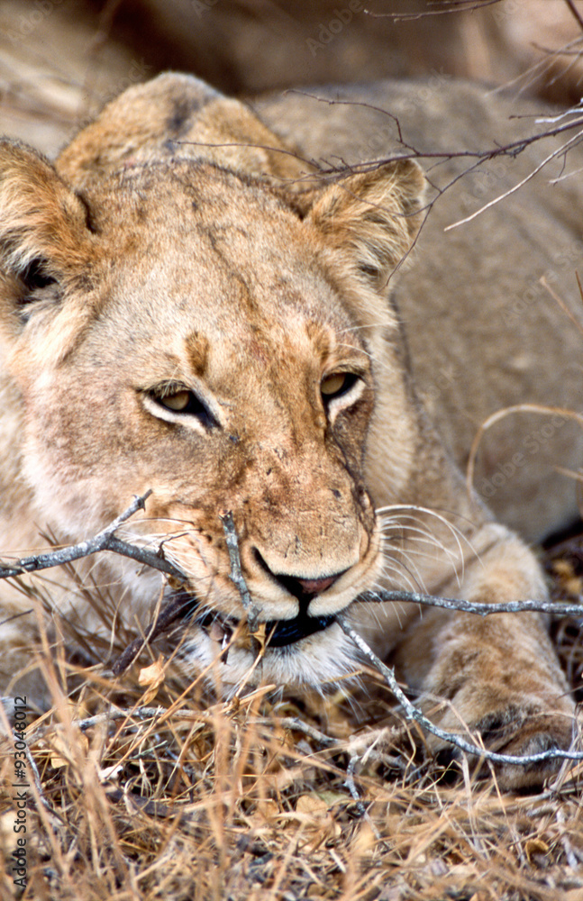 Leone - lion (Panthera leo) Kruger National Park in Sud Africa
Leone - lion (Panthera leo) Kruger National Park in Sud Africa