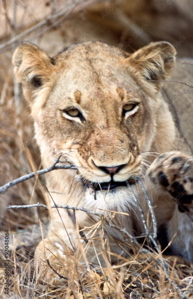 Obraz premium Leone - lion (Panthera leo) Kruger National Park in Sud Africa 