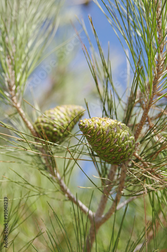  Young cones of Crimean pine (lat. Pinus nigra subsp. pallasiana) on branch closeup, local focus, shallow DOF.