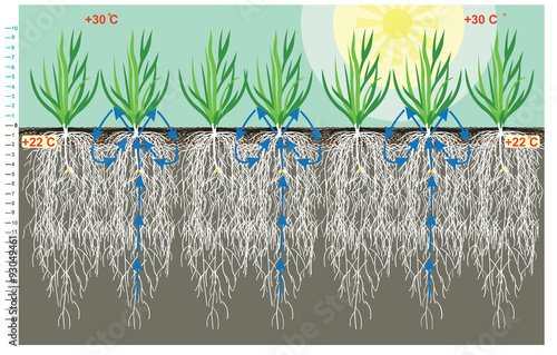 Wheat roots moisture retention