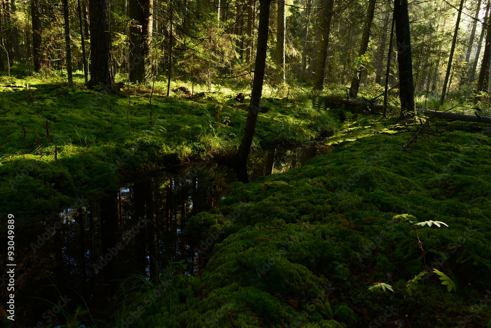 Fototapeta premium The creek coniferous forest dawn sunlight scattered through the spruce branches