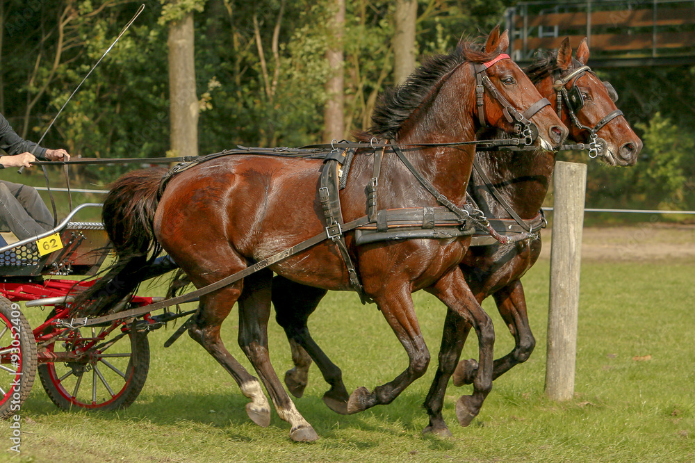 Dubbelspan in galop