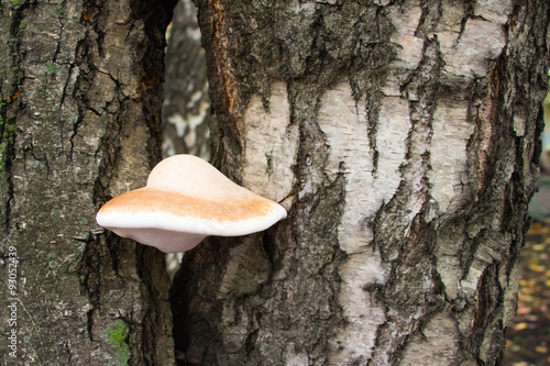 Mushroom growing on a tree trunk birch