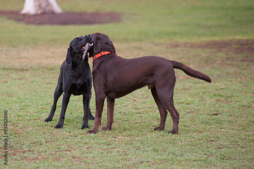 Chocolate and black labrador wrestling for stick.