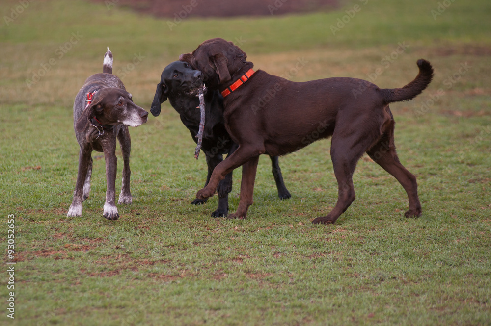 Ταπετσαρία Group of three dogs interested in same stick