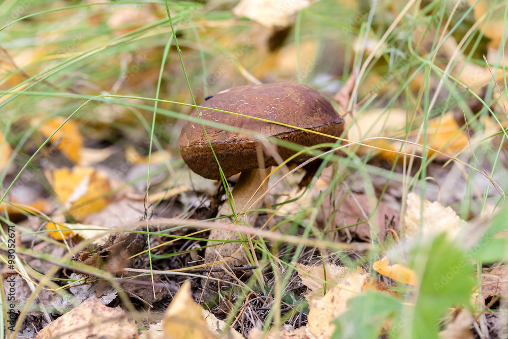 fungus fungus