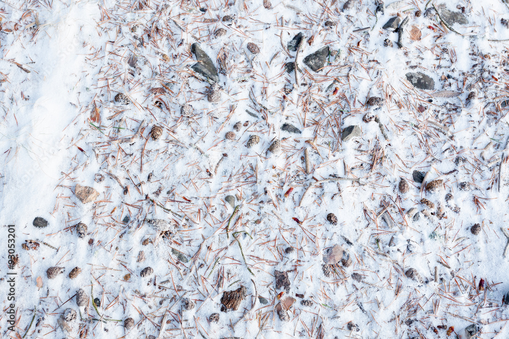 Forest floor at winter background Forest floor at winter background