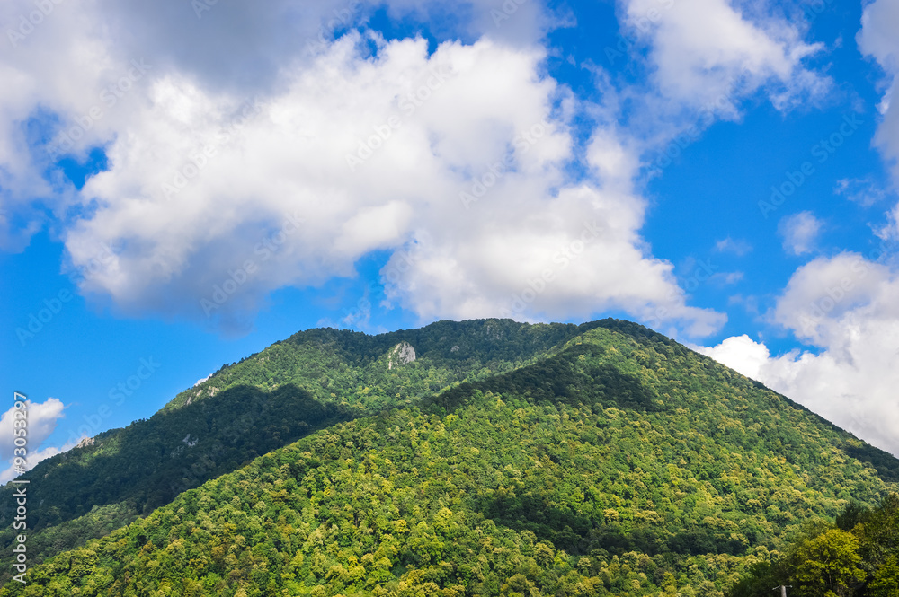 Fototapeta premium Mountain forest landscape