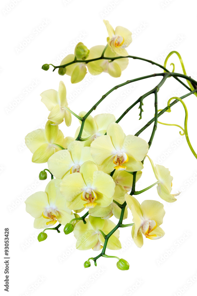 Naklejka premium Yellow Blossoming Orchid