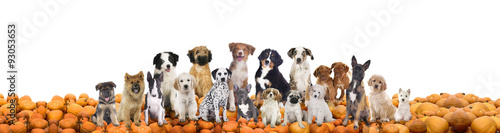 Big group of dogs sitting on pumpkins