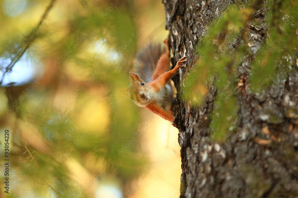 Fototapeta premium cute squirrel in the autumn forest