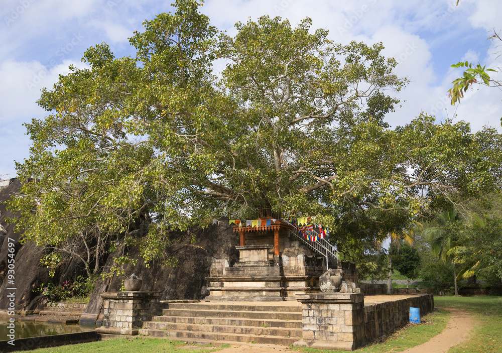 Дерево Бодхи во дворце Исурумуния. Анурадхапура, Шри-Ланка
