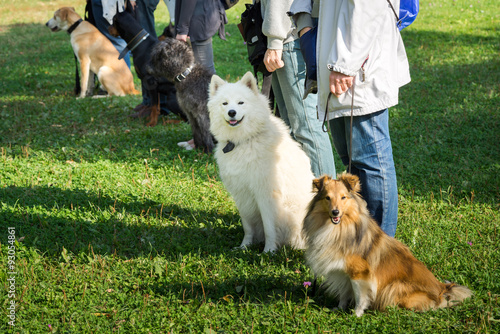 Fototapeta Naklejka Na Ścianę i Meble -  A group of dogs sitting near their trainers in a dog school