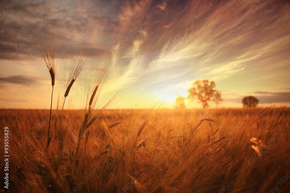 Obraz premium landscape fantastic sunset on the wheat field sunbeams glare