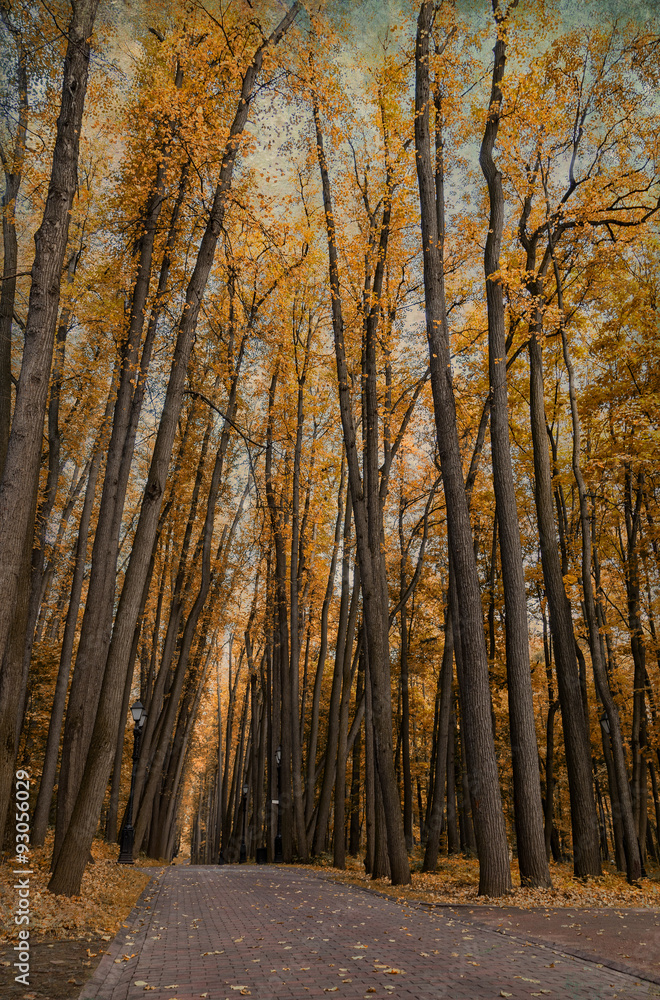 Autumn alley