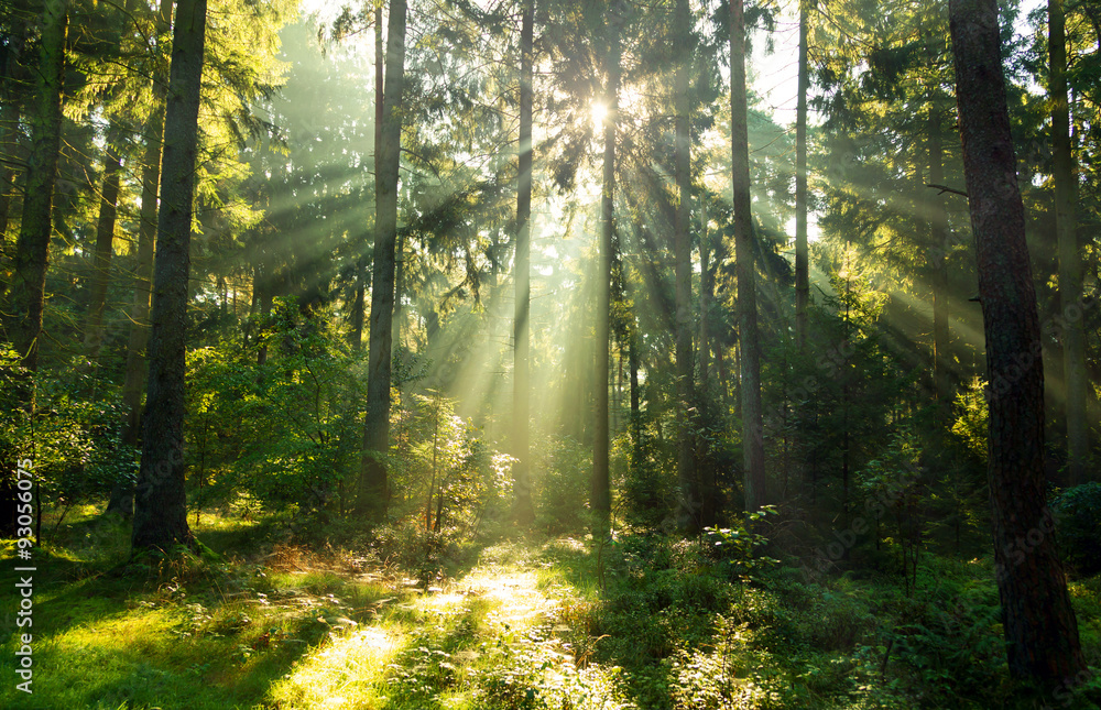Fototapeta Iglasty las rozświetlony promieniami słońca