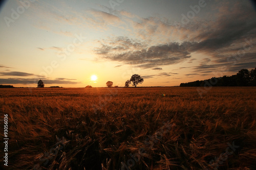 Sunset in Europe in a wheat field