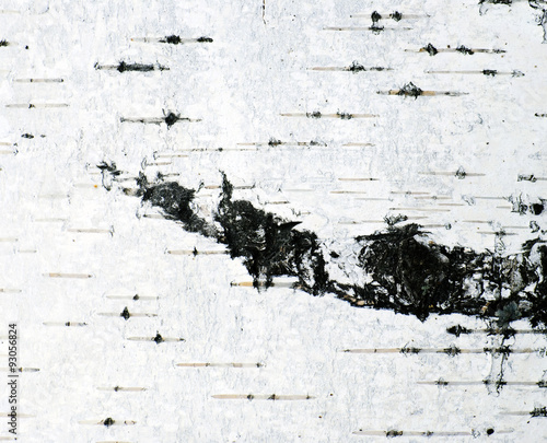 Background of birch bark