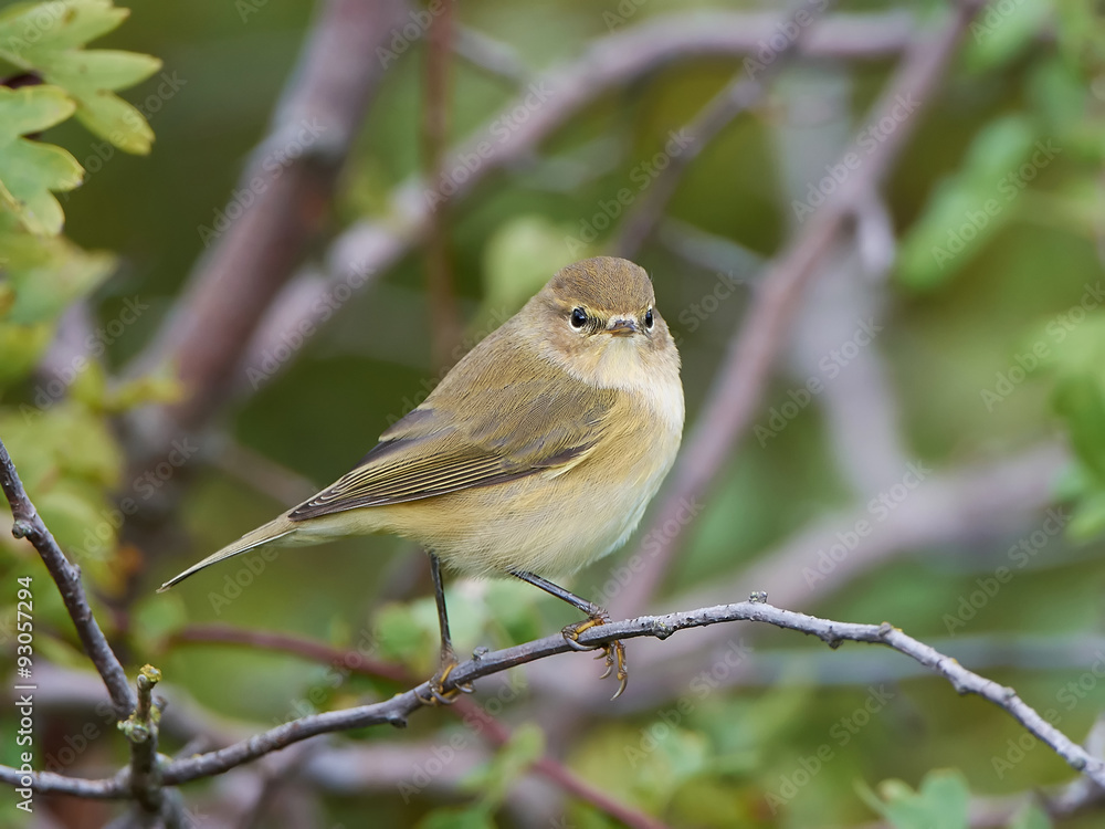 Common Chiffchaff (Phylloscopus collybita) Common Chiffchaff (Phylloscopus collybita)