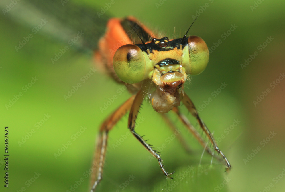 extreme macro extreme macro