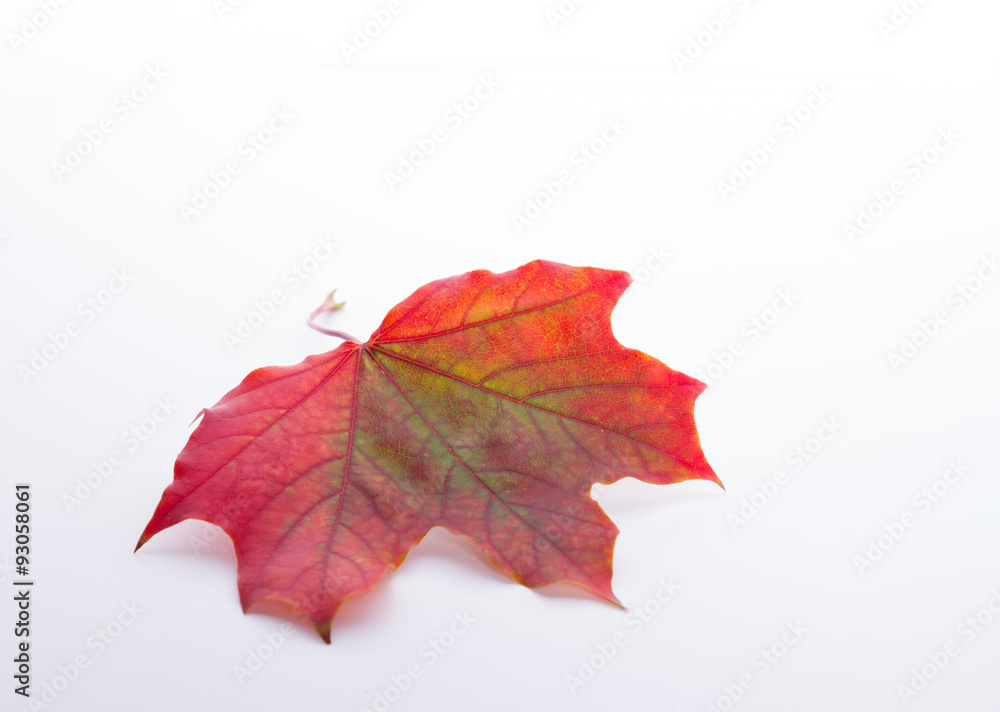 Obraz premium herbstlich