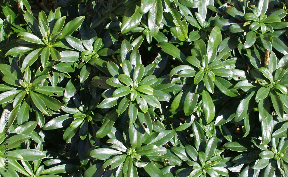 tapis de plantes