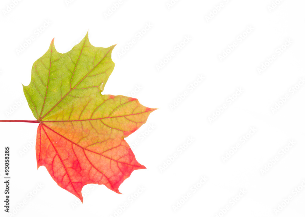 Obraz premium herbstlich