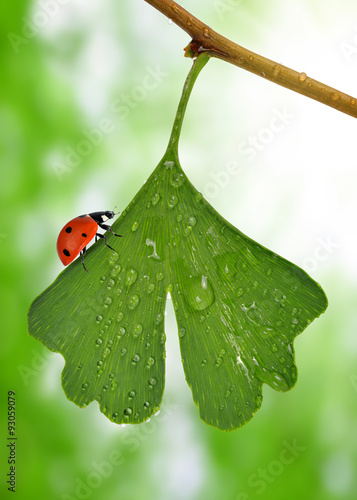 ginkgo biloba leaf with dew drops and ladybug