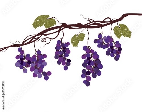 Stylized graphic image of a vine with grapes
