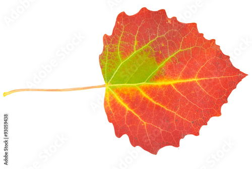 red aspen leaf isolated on white background