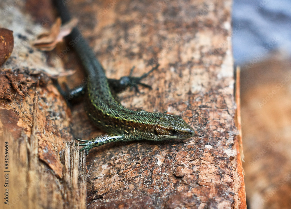 Obraz premium Lizard on the wood