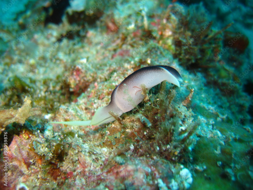 Fototapeta premium Nacktschnecke