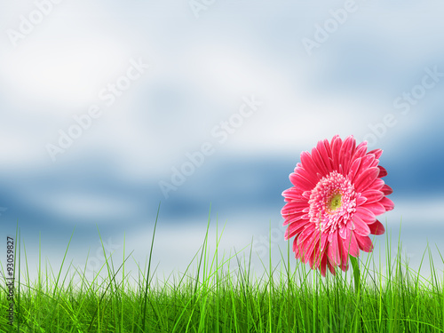 Conceptual pink flower in green grass