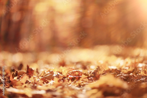 background autumn leaves in the park, nature © kichigin19