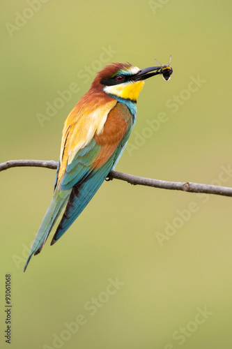 European bee-eater with a bee in a beak