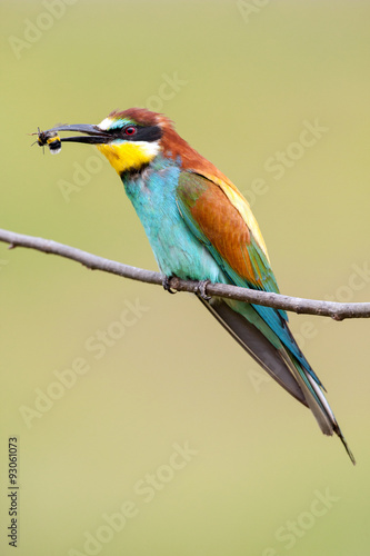 European bee-eater with a bee in a beak photo