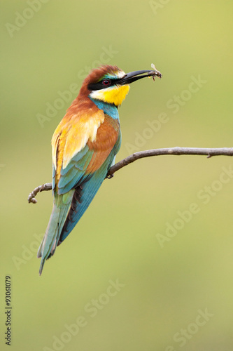 European bee-eater with a bee in a beak