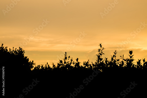 Silhouette,blurry,art tone of fence of plant in garden with evening sky background