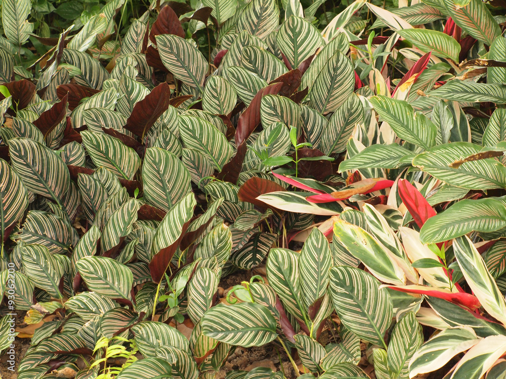 Obraz premium Green leaves texture background macro