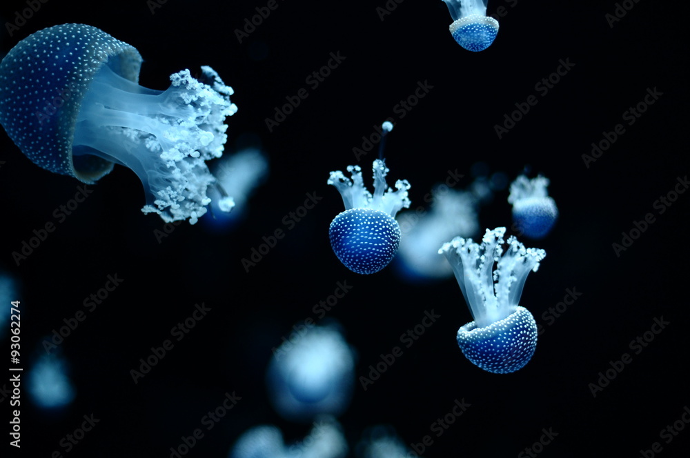 Fototapeta premium jellyfish