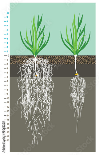 The grain of wheat root system comparing the root system under good conditions and the drought