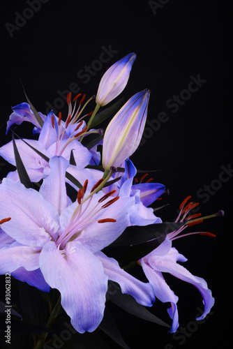 Fototapeta Naklejka Na Ścianę i Meble -  Lilium, Lily, Lilies, Lilium candidum