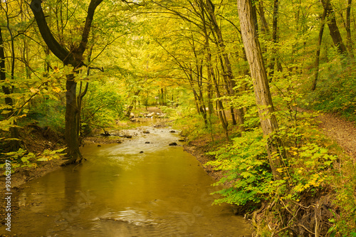 Fototapeta Naklejka Na Ścianę i Meble -  Stream in autumn forest