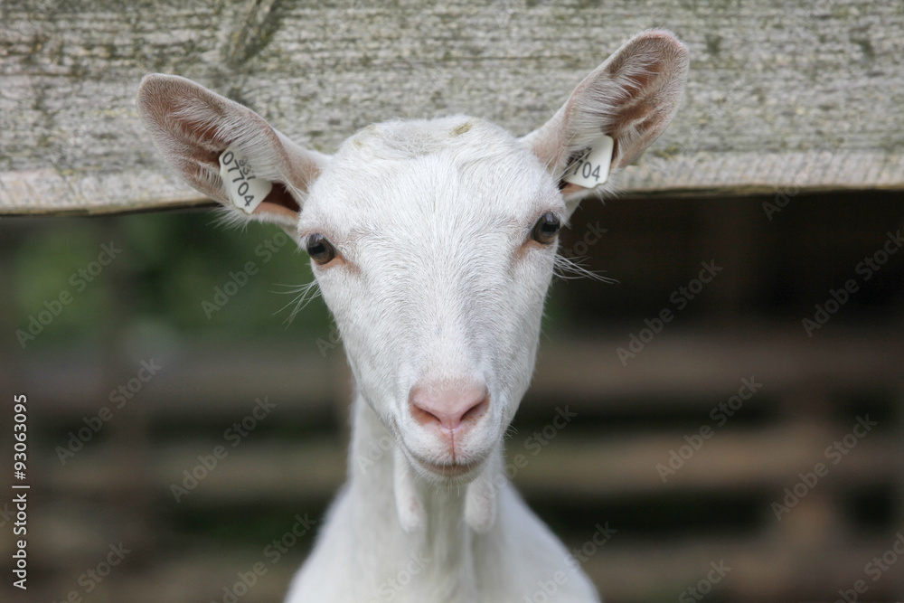 Fototapeta premium white goat