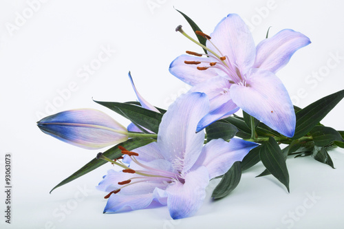 Fototapeta Naklejka Na Ścianę i Meble -  Lilium, Lily, Lilies, Lilium candidum