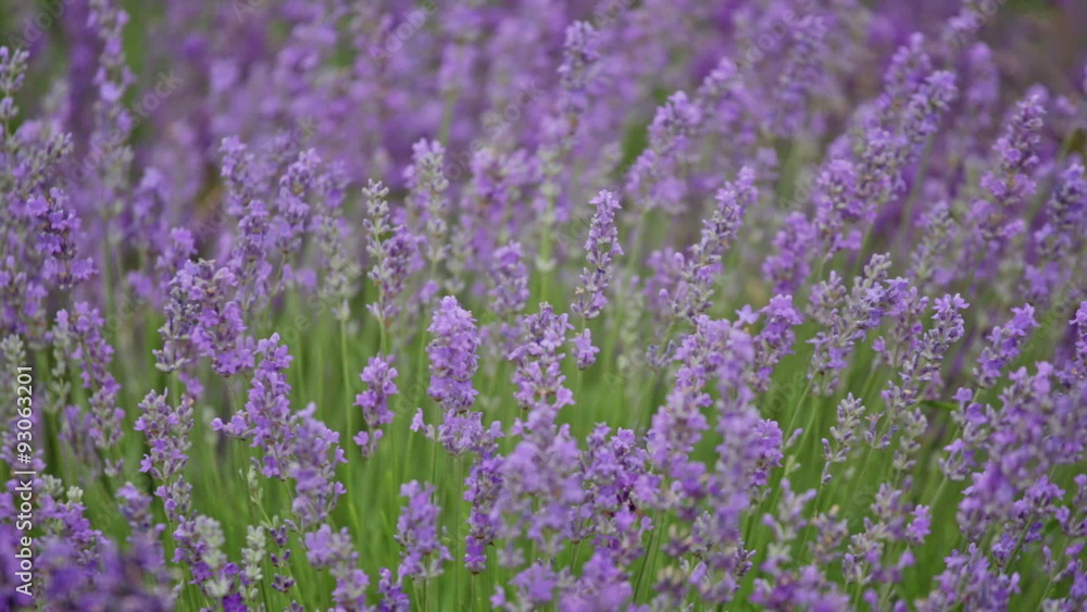 Blossoming lavender in the field in summer day Blossoming lavender in the field in summer day
