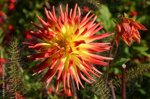 Fototapeta Naklejka Na Ścianę i Meble -  Kaktusdahlie blüht im Herbstgarten
